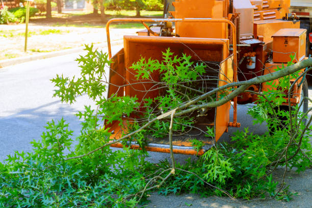 Best Hazardous Tree Removal  in Brewster, NY