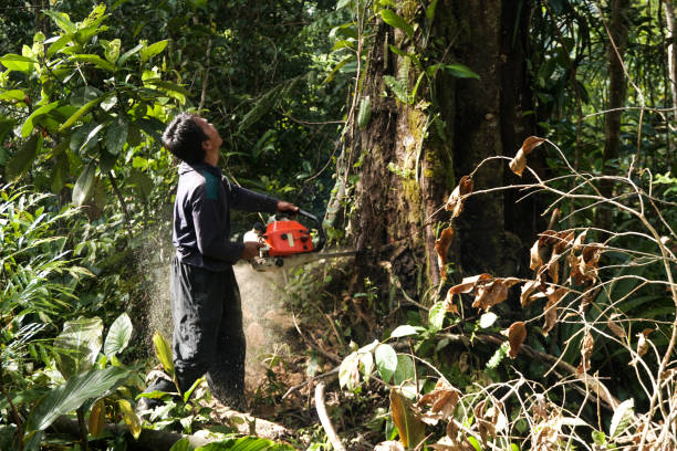 Best Root Management and Removal  in Brewster, NY