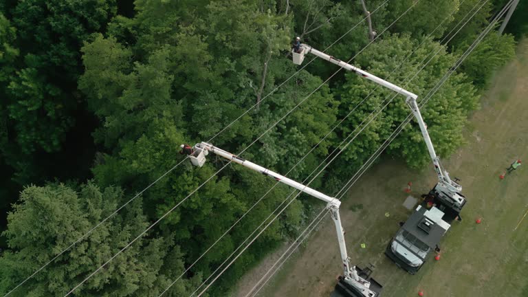 Best Utility Line Clearance  in Brewster, NY